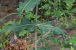 Clasping milkweed